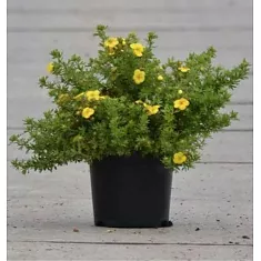 Лапчатка кустарниковая Коболд - Potentilla Kobold D9 H15