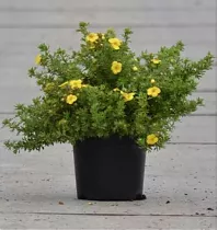 Лапчатка кустарниковая Коболд - Potentilla Kobold D9 H15