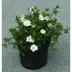 Лапчатка кустарниковая  - Potentilla D9 H15
