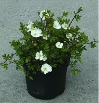 Лапчатка кустарниковая  - Potentilla D9 H15