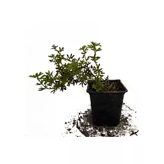 Лапчатка кустарниковая - Potentilla Mango-Tango D9 H15