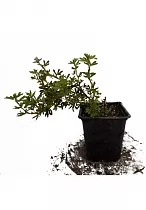 Лапчатка кустарниковая - Potentilla Mango-Tango D9 H15