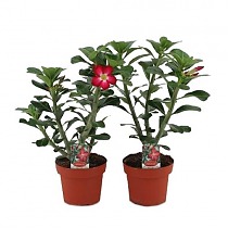 Адениум (Пустынная Роза) - Adenium Obesum Anouk D14 H40