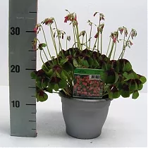 Кислица розовая - Oxalis Tetraphylla Iron Cross D17 H30
