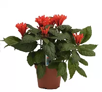 Шлемник оранжевая - Scutellaria Orange D12 H20
