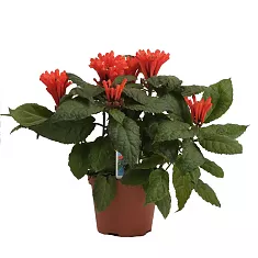 Шлемник оранжевая - Scutellaria Orange D12 H20