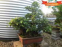 Бонсай Фикус Ретуза - Bonsai Ficus retusa D60*42 H100