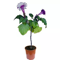 Бругмансия - Brugmansia D14 H45