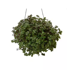 Каллизия Тартл - Callisia Turtle D12 H20