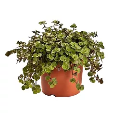 Каллизия Тартл - Callisia Turtle D12 H15