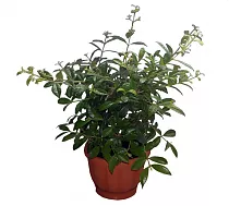 Гвоздичное дерево - Syzgium aromaticum D18 H80