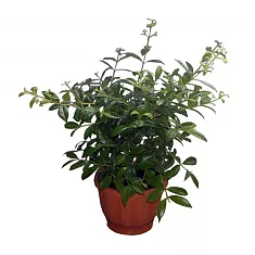 Гвоздичное дерево - Syzgium aromaticum D18 H80