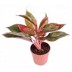 Аглаонема Крит - Aglaonema Crete D12 H40