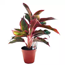Аглаонема Крит - Aglaonema Crete D14 H30