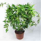 Хойя - Hoya D15 H60