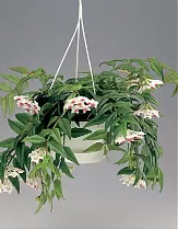 Хойя - Hoya D12 H30