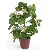 Хойя - Hoya D10 H30