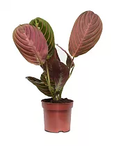 Ктенанта Оппенгейма - Ctenanthe oppenheimiana  D10 H25