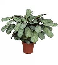 Ктенанта сжатая - Ctenanthe compressa D18 H45