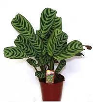 Ктенанта Берл-Маркса - Ctenanthe burle-marxii D17 H40