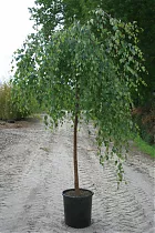 Береза повислая Юнги штамб - Betula pendula Youngii D18 H125