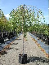 Береза повислая Юнги - Betula pendula Youngii D15 H200-220