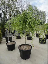 Береза повислая Юнги штамб - Betula pendula Youngii D5 H120-140