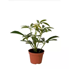 Шефлера монодроп вариегата - Schefflera Moondrop variegated D12 H40