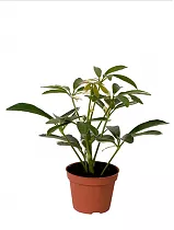 Шефлера монодроп вариегата - Schefflera Moondrop variegated D12 H40
