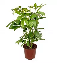 Шеффлера Нора - Schefflera Nora D12 H45