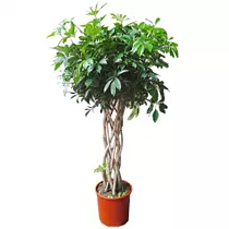 Шеффлера Нора цилиндр - Schefflera Nora D22 H100
