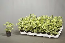 Шеффлера Жанин - Schefflera Janine D10 H30