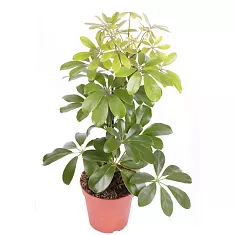 Шеффлера Мелани - Schefflera Melanie D24 H100