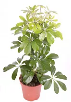 Шеффлера Мелани - Schefflera Melanie D24 H100