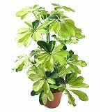 Шеффлера Мелани - Schefflera Melanie D20 H80