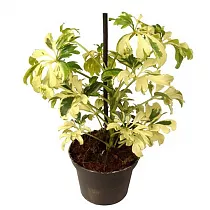 Шеффлера Жанин - Schefflera Janine D18 H60