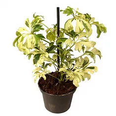 Шеффлера Жанин - Schefflera Janine D18 H60