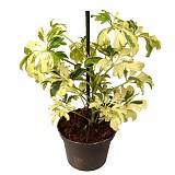 Шеффлера Жанин - Schefflera Janine D18 H60