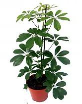 Шеффлера Нора - Schefflera Nora D22 H100