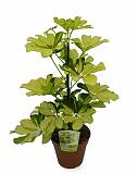 Шеффлера Мелани - Schefflera Melanie D20 H60