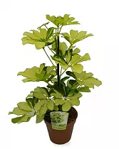 Шеффлера Мелани - Schefflera Melanie D20 H60