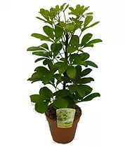Шеффлера Нора - Schefflera Nora D24 H120