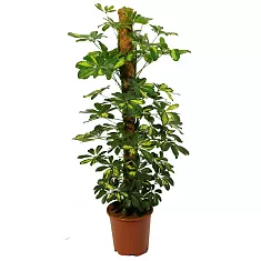 Шеффлера арборикола - Schef arboricola Luseana D20 H100