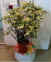 Шеффлера Голд Капелла - Schefflera gold capella D30 H120