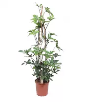 Филодендрон стоповидный пирамида - Philodendron Pedatum Piramide D27 H150