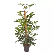 Филодендрон стоповидный - Philodendron Pedatum D27 H160