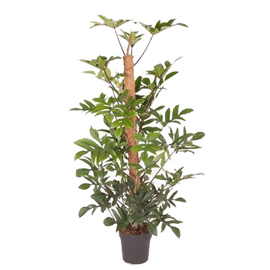 Филодендрон стоповидный - Philodendron Pedatum D27 H160