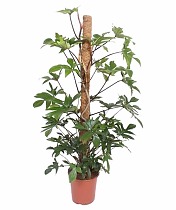 Филодендрон стоповидный - Philodendron Pedatum D27 H150