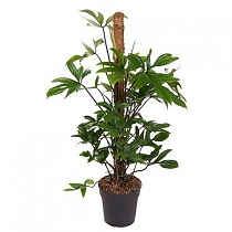 Филодендрон стоповидный - Philodendron Pedatum D21 H100