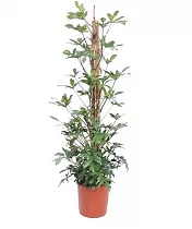 Филодендрон стоповидный - Philodendron Pedatum D34 H180